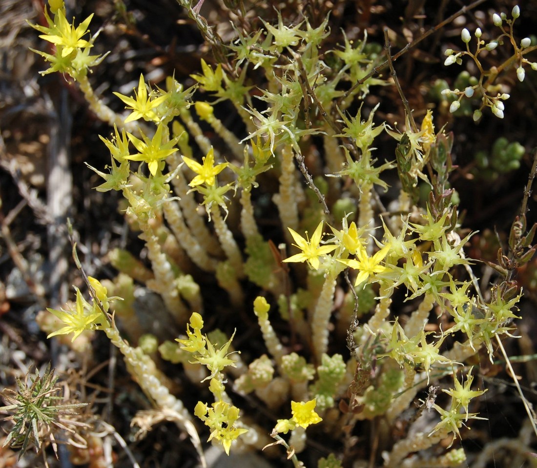 Un po'' di Sedum